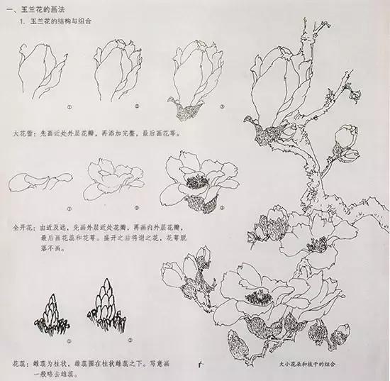国画小写意玉兰花作品,国画玉兰花谁画的最好