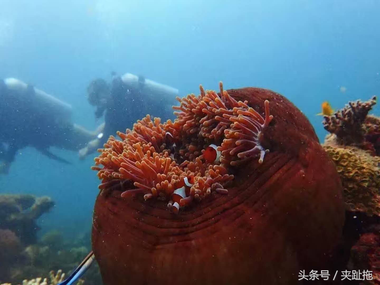 马来西亚仙本那岛最佳旅游时间,马来西亚的沙巴岛特色