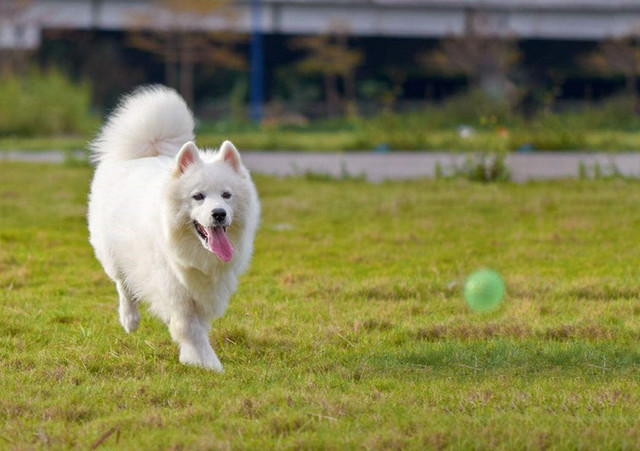 十二星座长大后最适合养什么宠物,星座百科十二星座最适合养的宠物
