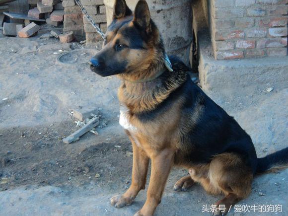 杂交德牧怎么是黑的,杂交德牧