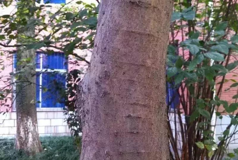 榆树朴树榉树的区分,朴树和榉树是不是都是榆科