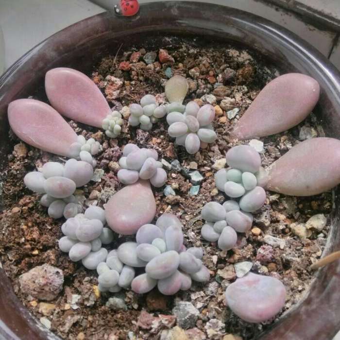 多肉叶插生根发芽后什么时候移盆,多肉蓝鸟叶插生根发芽后怎么处理