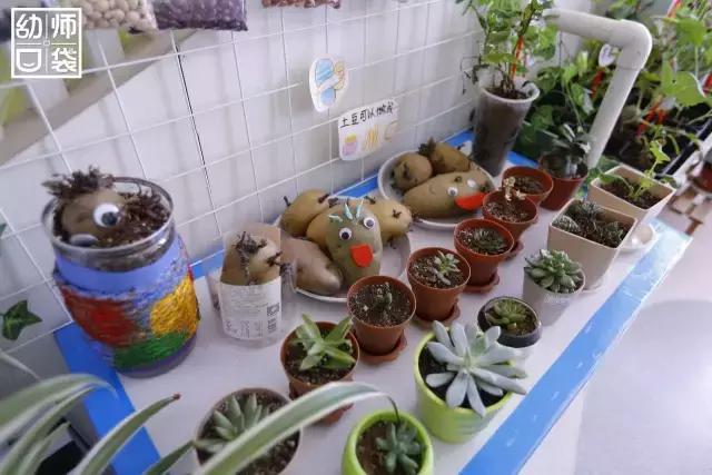 幼儿园春天植物角摆台,幼儿园植物角创意布置图片大全集