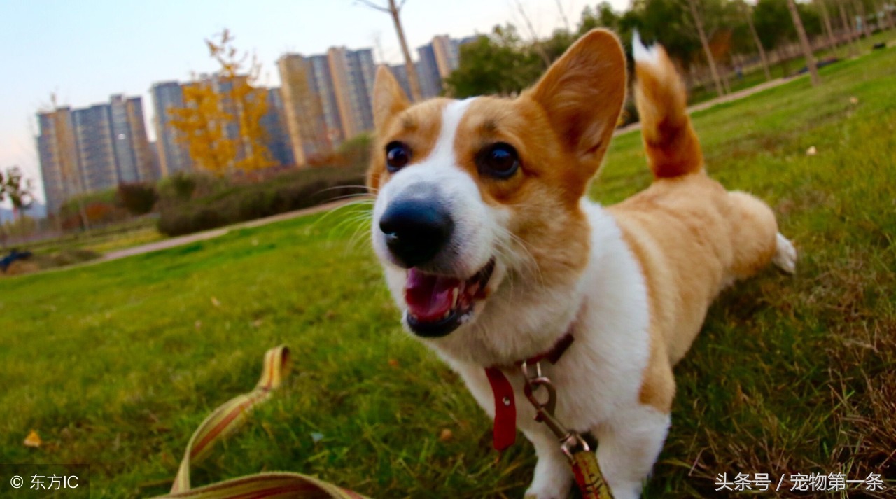 怎么预防狗犬瘟热,成年狗怎么预防犬瘟热