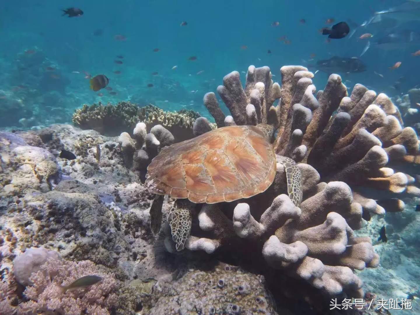 马来西亚仙本那岛最佳旅游时间,马来西亚的沙巴岛特色