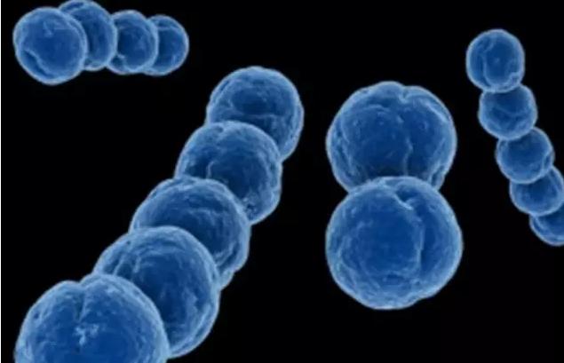 胎盘孕妇能吃吗有什么作用,孕妇胎盘吃了有什么作用吗