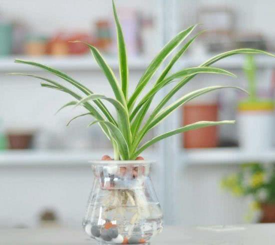 家里绿植叶子变黄是怎么回事,家里绿植叶子发黄干枯在家用什么