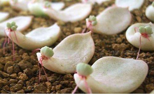 多肉叶插生根发芽后什么时候移盆,多肉蓝鸟叶插生根发芽后怎么处理