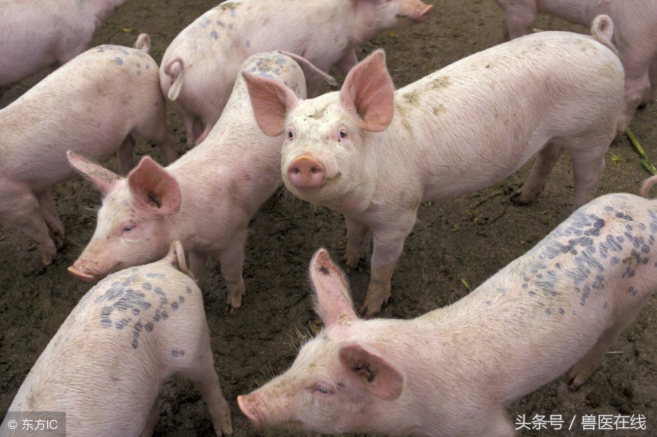 霉菌毒素到底是怎样危害养猪业的？