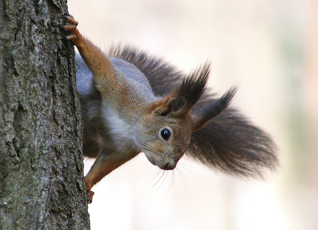 仓鼠需要磨牙吗用什么磨牙,仓鼠磨牙用什么磨牙最好