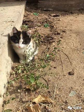 贝加尔湖寻游记,贝加尔湖的清晨和贝加尔湖畔