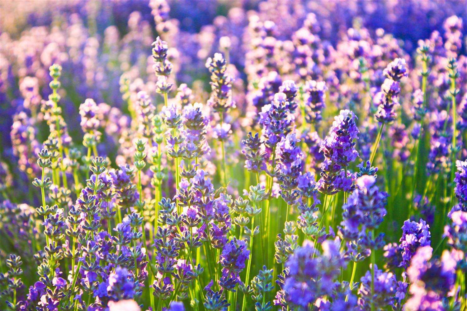 薰衣草的花语是什么语言写的,薰衣草的花语完整版