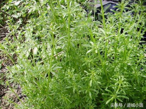 现在的季节有哪些野菜可以吃,又到了吃野菜的季节你认识野菜不