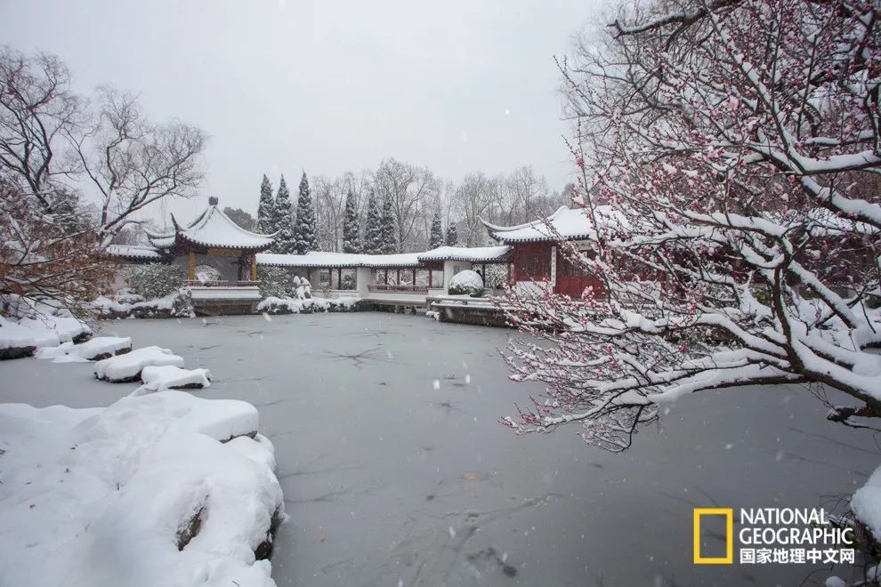 错过需再等一年！来南京看万株梅花海“淡粉宫妆”！