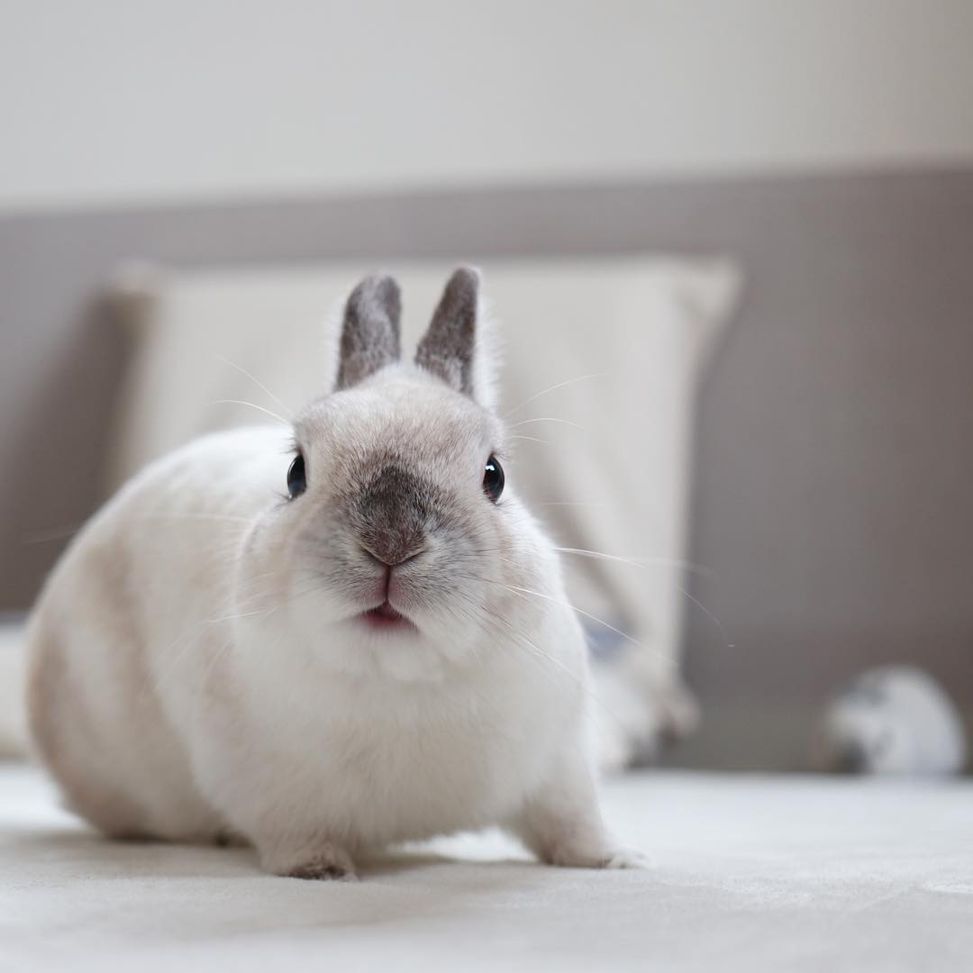 没有磨牙的东西怎么让仓鼠磨牙,有什么可以给仓鼠磨牙的吗