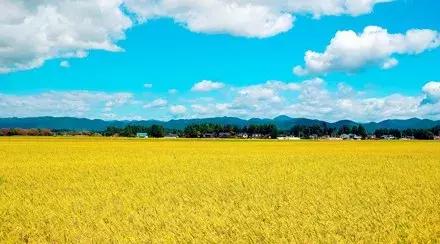 九年级11单元英语知识点归纳总结,冀教版九年级英语40课课文知识点