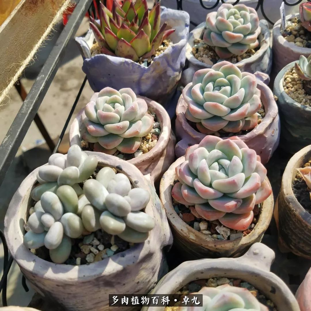 养多肉你遇到的奇葩事,养多肉的男士