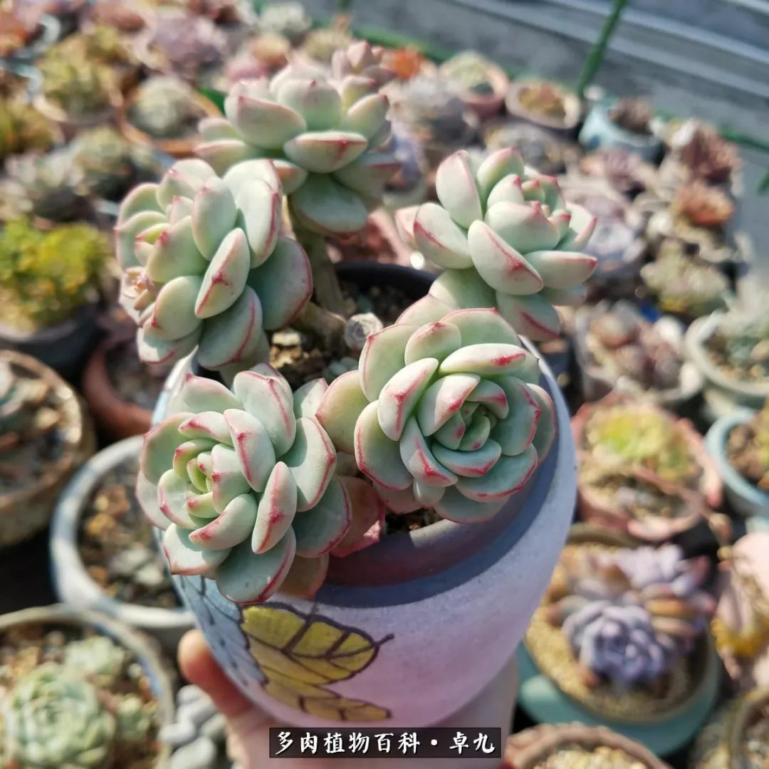 养多肉你遇到的奇葩事,养多肉的男士