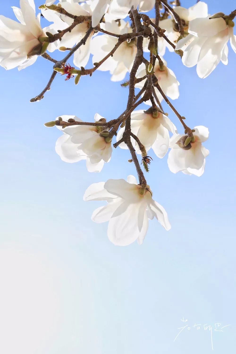 如何在腾冲去各个景点,到了云南腾冲有什么好玩儿的