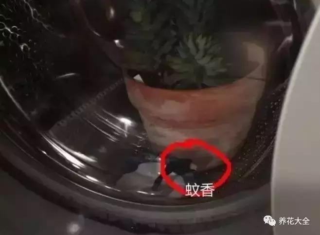 多肉除虫最佳时间,多肉怎么不用药杀虫