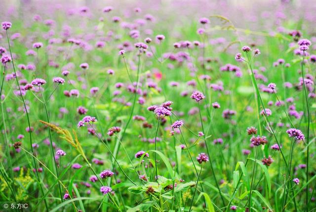 三月的青春,青春如三月春光