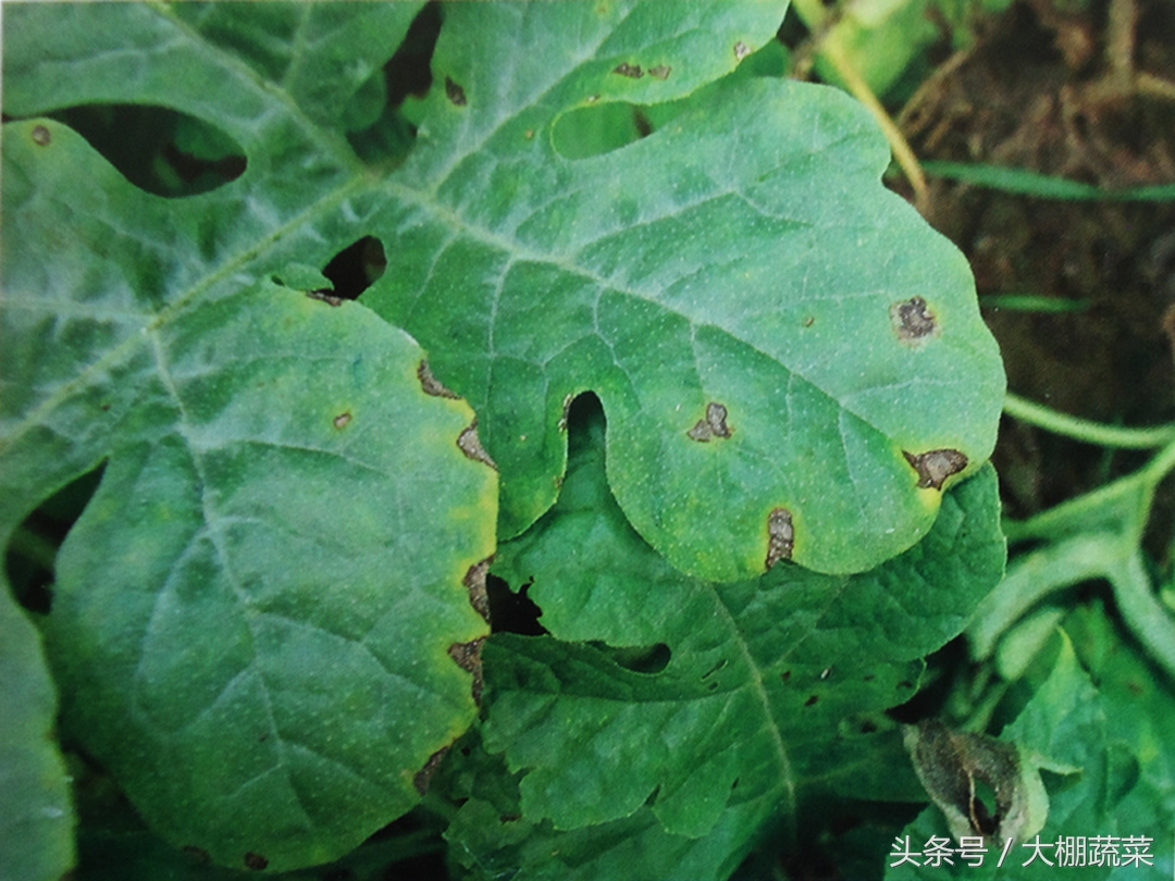 西瓜叶斑病打什么药好,西瓜苗细菌性叶斑病用什么药