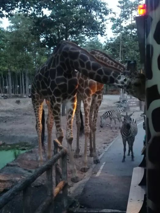 君行体验官专栏丨他在佛之国度，邂逅了一场浪漫