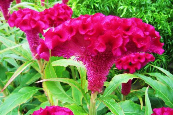 农村常见100种野花图片及名称,农村常见的50种野花名字