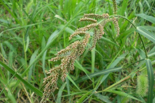 农村常见100种野花图片及名称,农村常见的50种野花名字