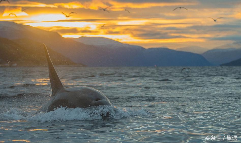 特罗姆瑟虎鲸图片,特罗姆瑟北极游