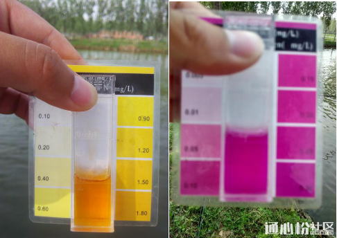 鲤鱼急性烂鳍症状图片,鲤鱼烂鳃病是什么样的