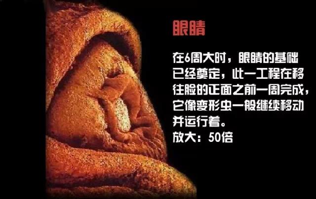 造人计划之前需要做的事,造人计划必须做的事