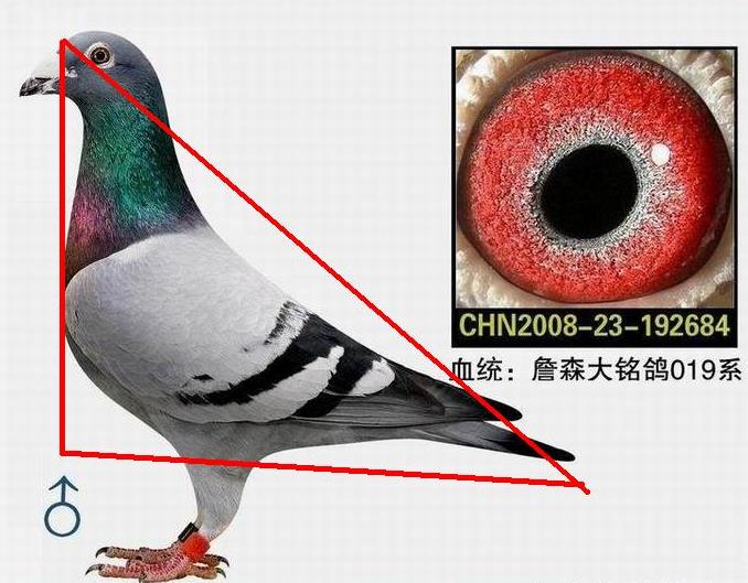 教大家快速准确鉴鸽的小方法,鉴鸽秘诀