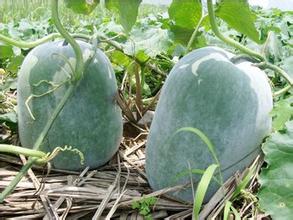 冬瓜皮治血糖高吗,冬瓜皮治糖尿病的偏方