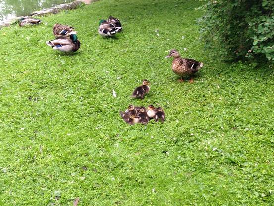 施华洛世奇白天鹅10年,马尔默全集完整版