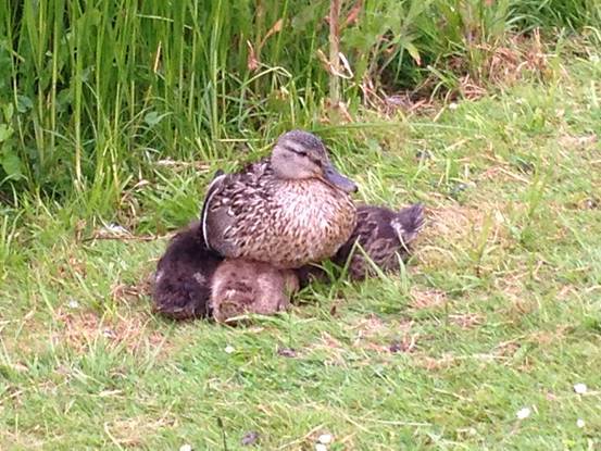 施华洛世奇白天鹅10年,马尔默全集完整版