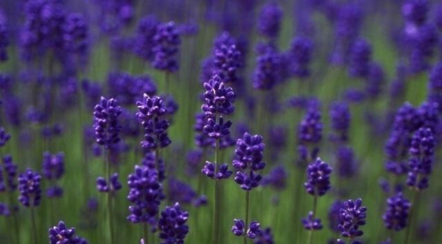 驱蚊虫的正确驱虫方法,驱蚊虫草哪种最好