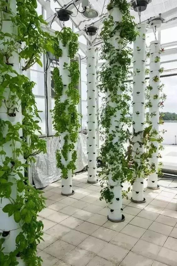 妈！咱家菜园里的鸡蛋发芽了