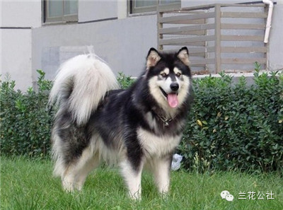 各种狗狗及其身价，狗迷们赶紧收藏起来