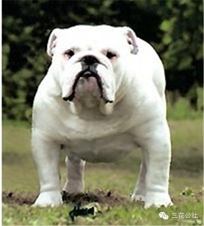 各种狗狗及其身价，狗迷们赶紧收藏起来