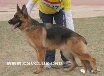 原创丽峰犬舍-VA11小杜的母亲在这里出生