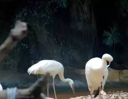 带孩子广州长隆旅游攻略,长隆动物乐园多长时间可以逛完