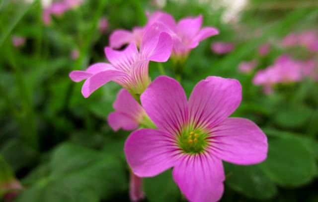 红花酢浆草和苜蓿草的区别,红花酢浆草植物简介