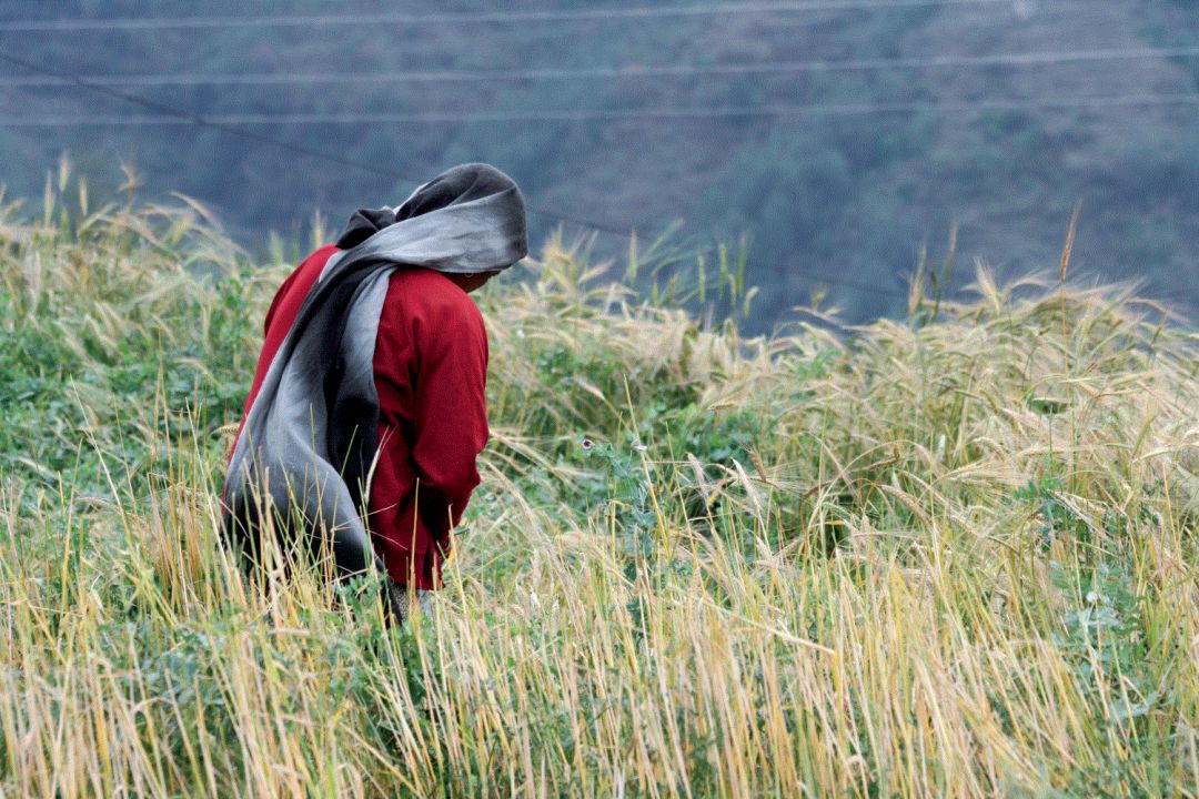 从寒冬到春天之路,从冬到春的旅程