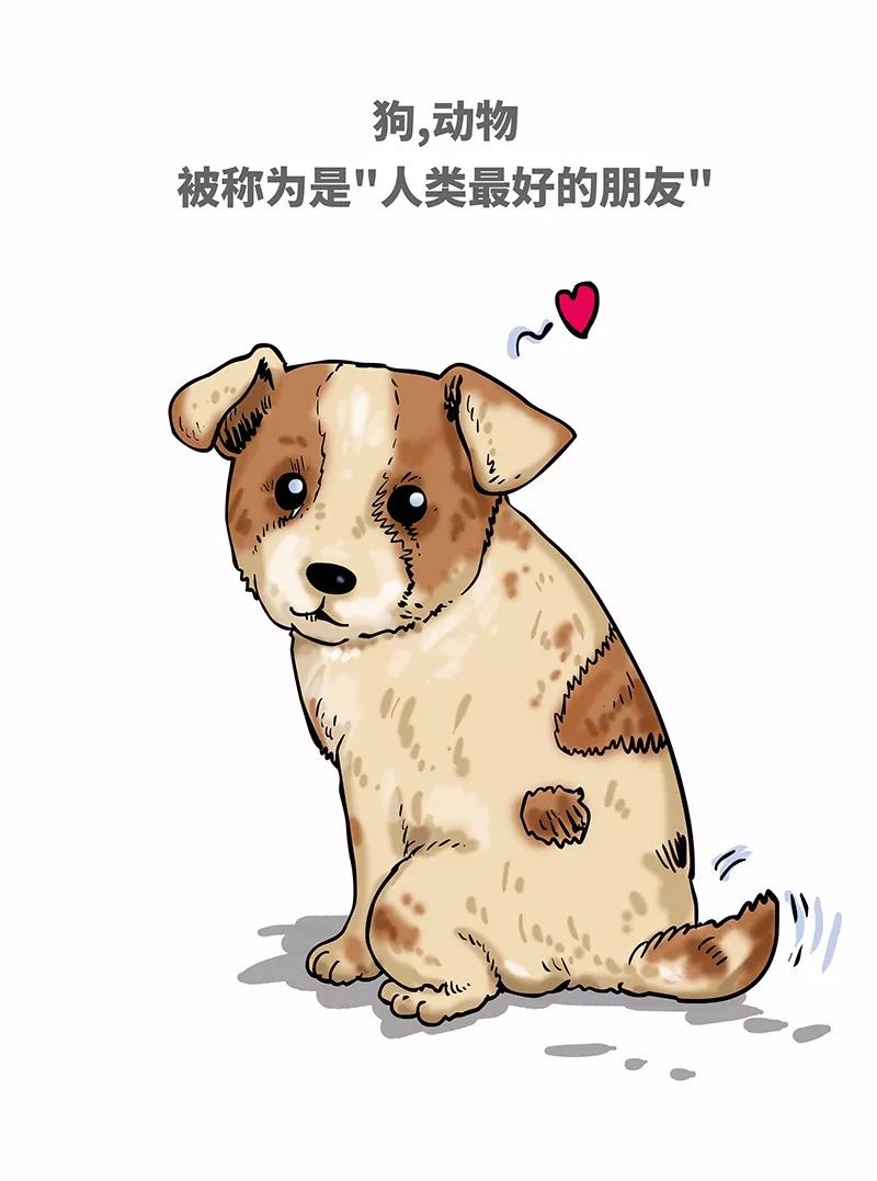 狗年一定旺的狗狗,狗年了你知道狗的种类有哪些吗