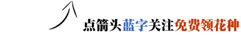 家里养的花掉叶子怎么处理,栀子花叶子发黄干枯掉叶子怎么办