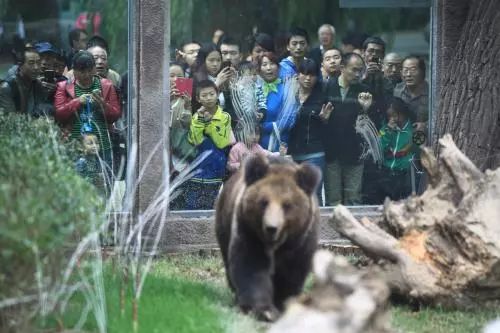 动物们嗷嗷待哺，在北京周边这个度假区里，你就是饲养员！