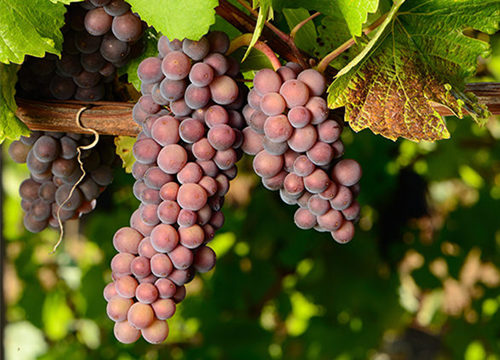 白葡萄品种入门级指南,白葡萄哪个品种好吃