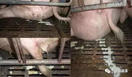 母猪产后消炎最佳配方,母猪产后消炎最佳配方恩诺沙星