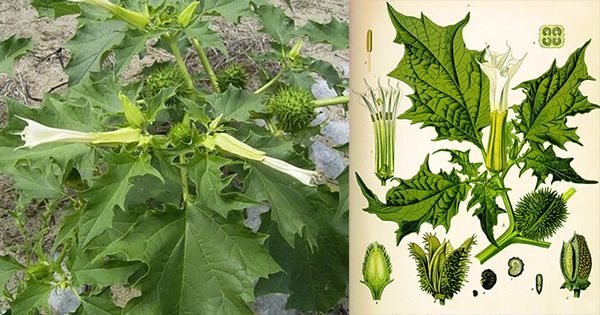 农村常见100种野花图片及名称,农村常见的50种野花名字